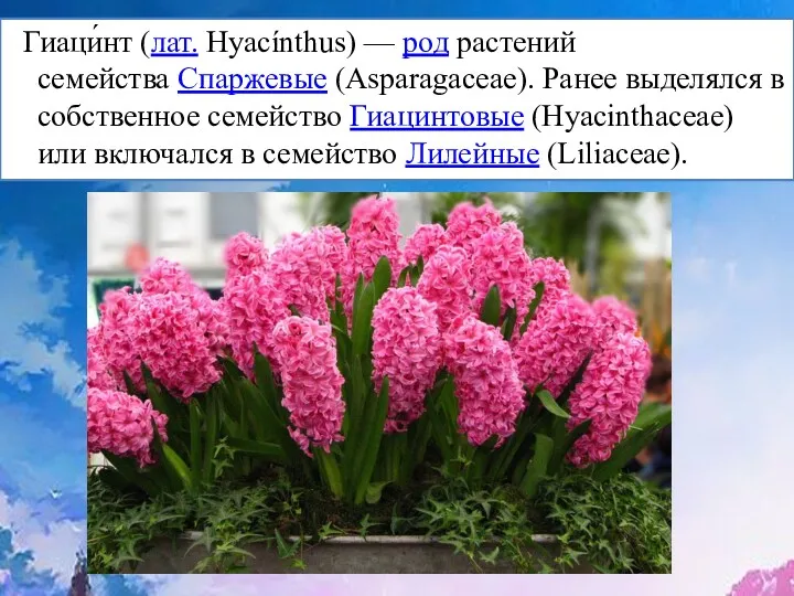 Гиаци́нт (лат. Hyacínthus) — род растений семейства Спаржевые (Asparagaceae). Ранее