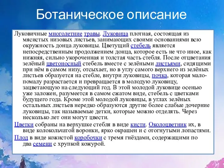 Ботаническое описание Луковичные многолетние травы. Луковица плотная, состоящая из мясистых