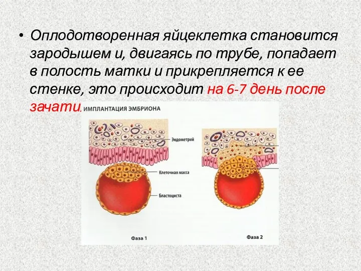 Оплодотворенная яйцеклетка становится зародышем и, двигаясь по трубе, попадает в