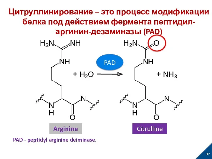 Цитруллинирование – это процесс модификации белка под действием фермента пептидил-аргинин-дезаминазы