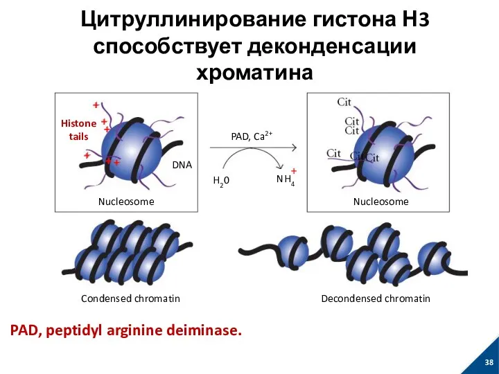 Цитруллинирование гистона Н3 способствует деконденсации хроматина Mohanan S, et al.