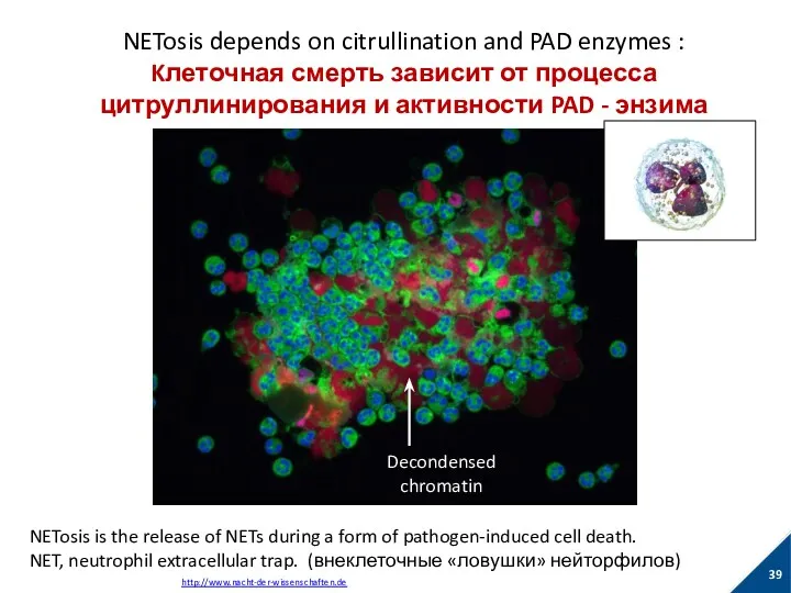 NETosis depends on citrullination and PAD enzymes : Kлеточная смерть