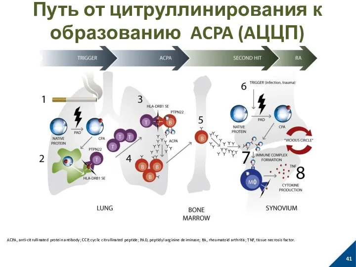 Путь от цитруллинирования к образованию ACPA (AЦЦП) Klareskog L, et