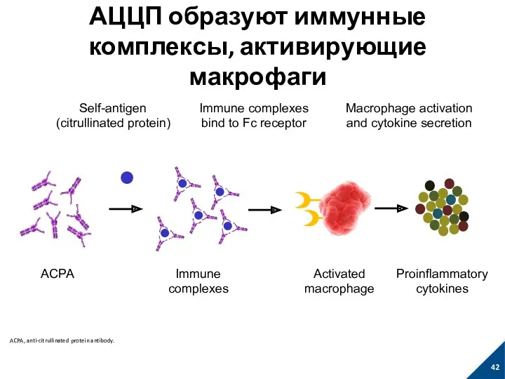 АЦЦП образуют иммунные комплексы, активирующие макрофаги Adapted from: Nimmerjahn F