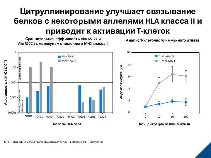 Цитруллинирование улучшает связывание белков с некоторыми аллелями HLA класса II