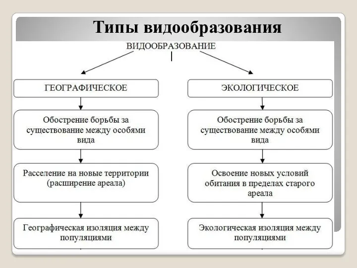 Типы видообразования