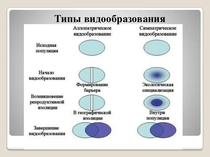 Типы видообразования