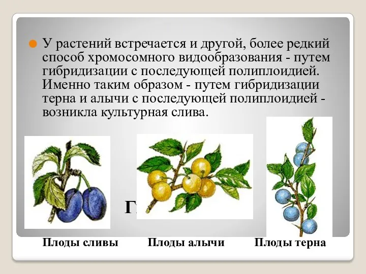 Гибридизация У растений встречается и другой, более редкий способ хромосомного