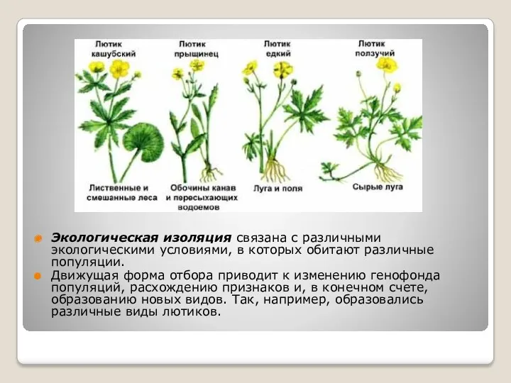 Экологическая изоляция связана с различными экологическими условиями, в которых обитают