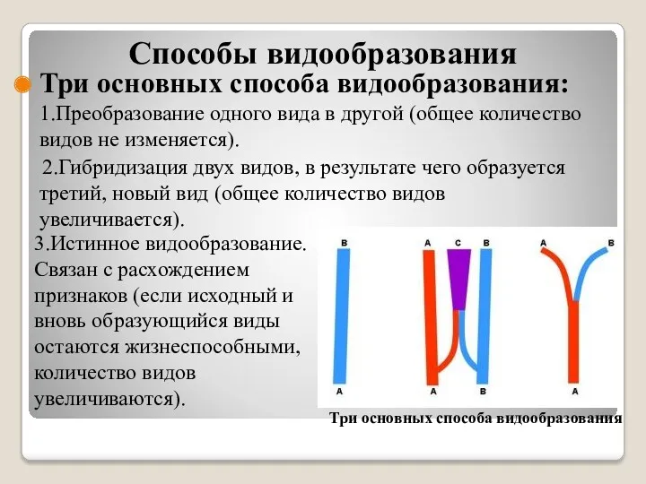 Способы видообразования Три основных способа видообразования: 1.Преобразование одного вида в