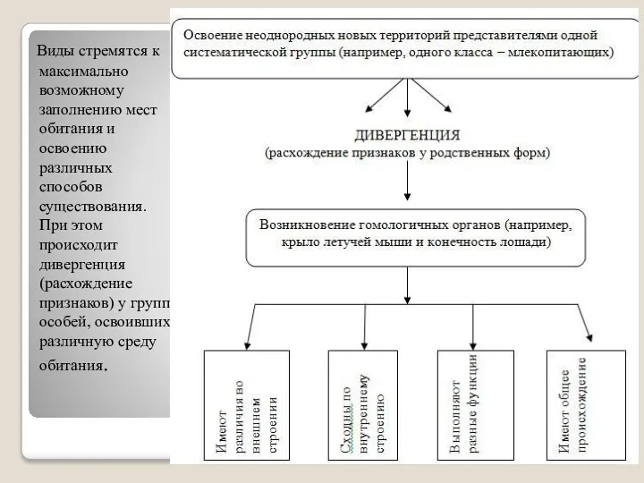 Виды стремятся к максимально возможному заполнению мест обитания и освоению