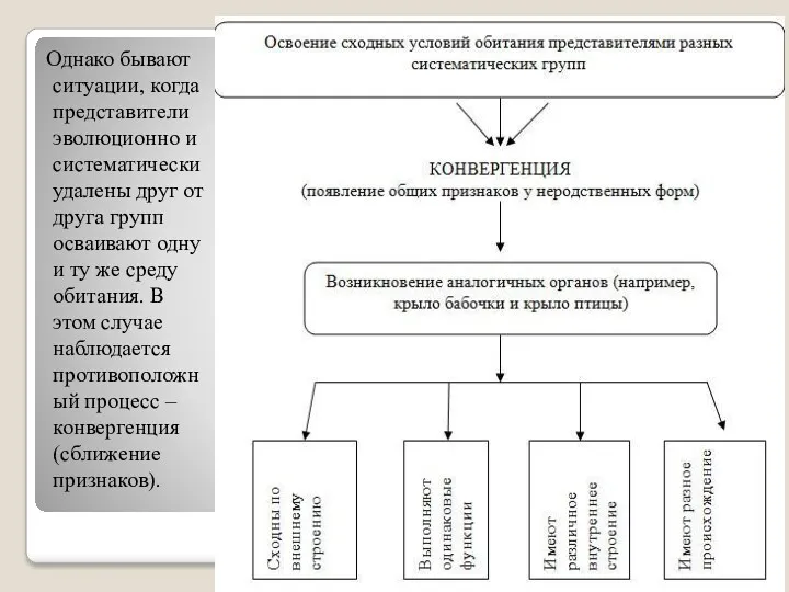 Однако бывают ситуации, когда представители эволюционно и систематически удалены друг