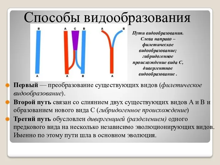 Первый — преобразование существующих видов (филетическое видообразование). Второй путь связан