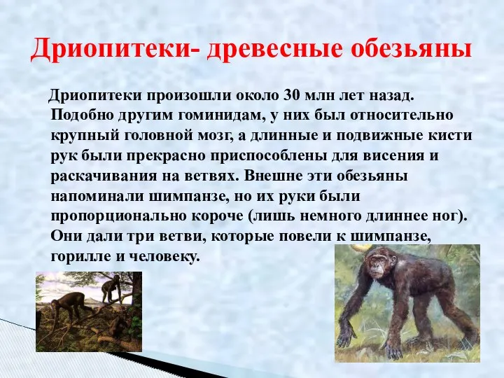 Дриопитеки произошли около 30 млн лет назад. Подобно другим гоминидам,