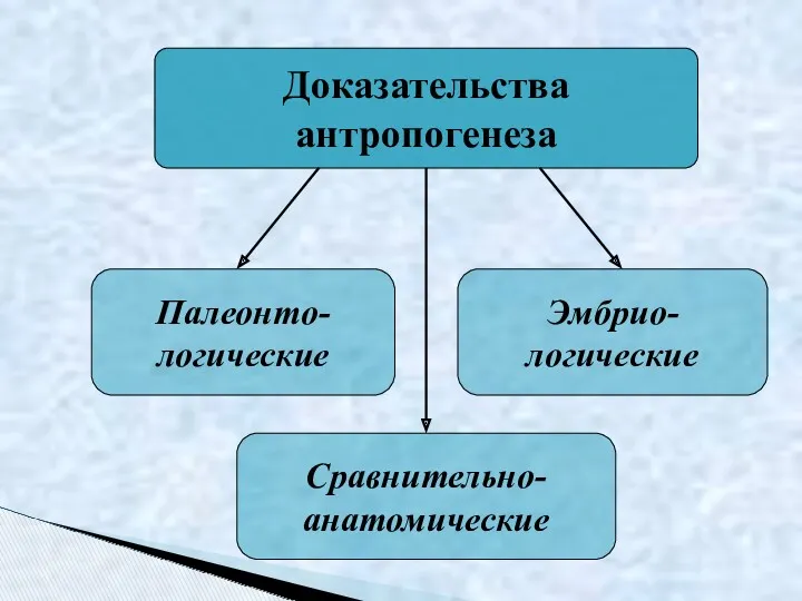 Доказательства антропогенеза Палеонто- логические Сравнительно- анатомические Эмбрио- логические