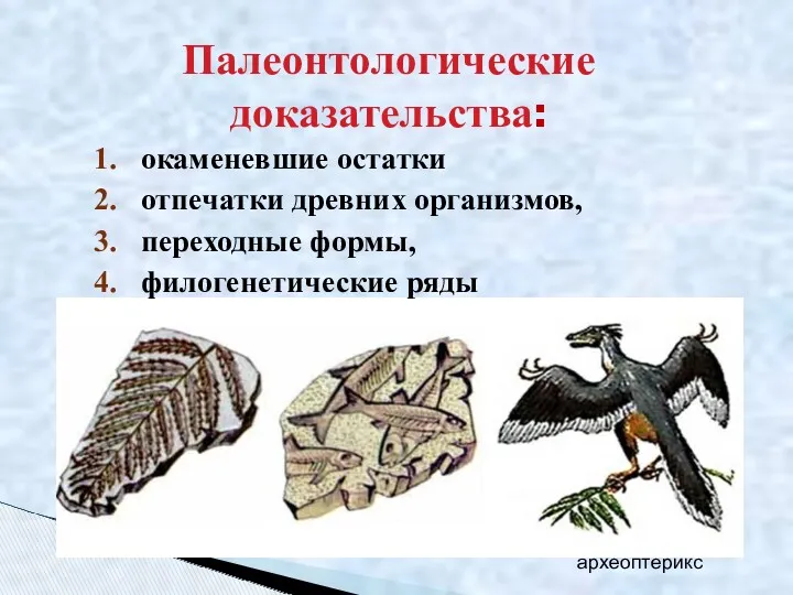 окаменевшие остатки отпечатки древних организмов, переходные формы, филогенетические ряды археоптерикс Палеонтологические доказательства: