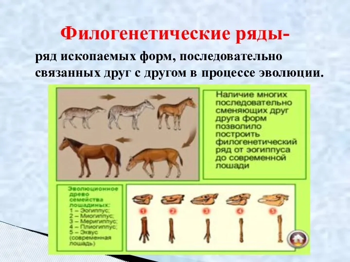 ряд ископаемых форм, последовательно связанных друг с другом в процессе эволюции. Филогенетические ряды-