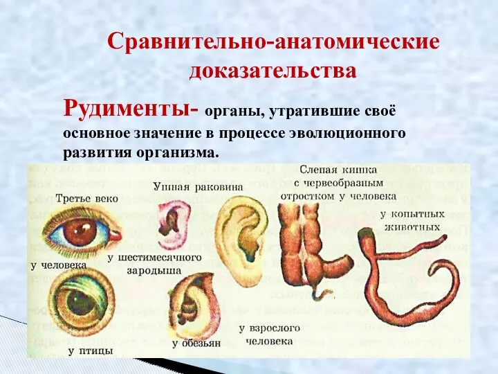 Сравнительно-анатомические доказательства Рудименты- органы, утратившие своё основное значение в процессе эволюционного развития организма.