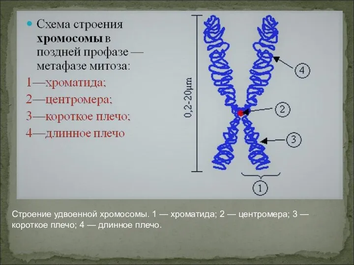 Строение удвоенной хромосомы. 1 — хроматида; 2 — центромера; 3