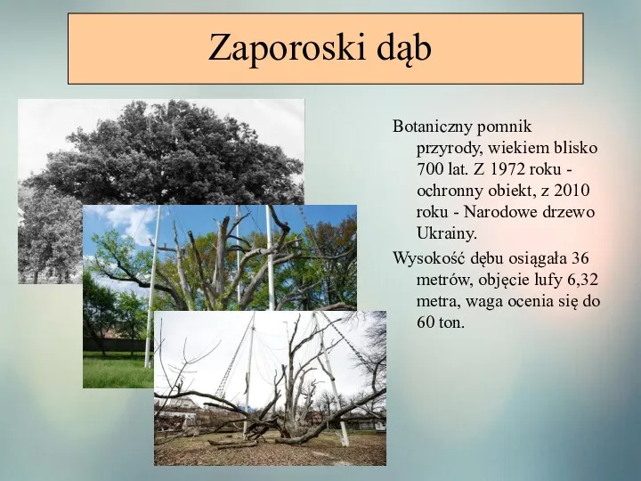 Zaporoski dąb Botaniczny pomnik przyrody, wiekiem blisko 700 lat. Z