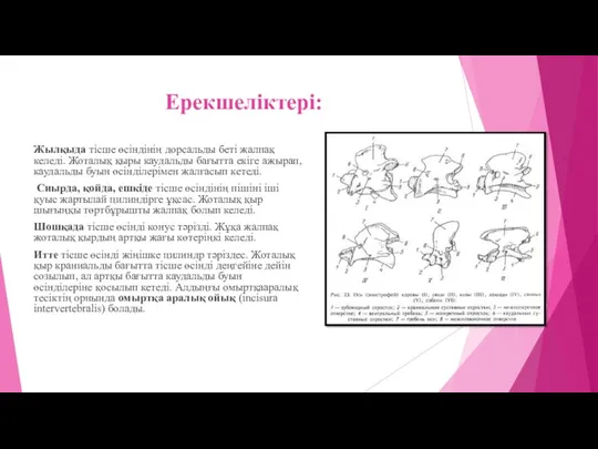 Ерекшеліктері: Жылқыда тісше өсіндінің дорсальды беті жалпақ келеді. Жоталық қыры