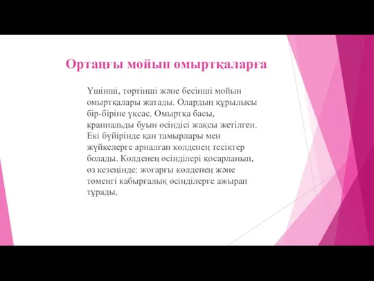 Ортаңғы мойын омыртқаларға Үшінші, төртінші және бесінші мойын омыртқалары жатады.