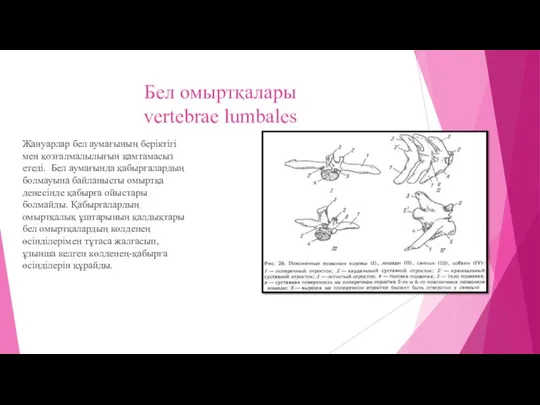 Бел омыртқалары vertebrae lumbales Жануарлар бел аумағының беріктігі мен қозғалмалылығын