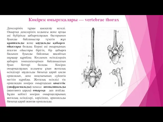 Көкірек омыртқалары — vertebrae thoraх Денелерінің тұрқы қысқалау келеді. Омыртқа