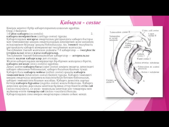 Қабырға - costae Көкірек керегесі бүйір қабырғаларының қаңқасын құрайды. Олар