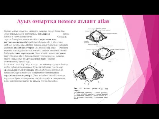 Ауыз омыртқа немесе атлант atlas Бірінші мойын омыртқа. Атлантта омыртқа