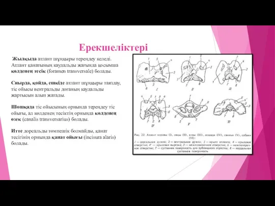 Ерекшеліктері Жылқыда атлант шұңқыры тереңдеу келеді. Атлант қанатының каудальды жағында