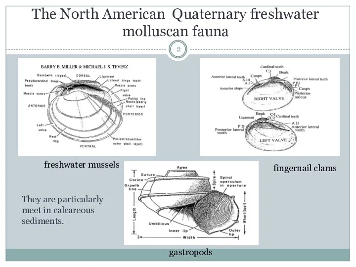 The North American Quaternary freshwater molluscan fauna freshwater mussels fingernail