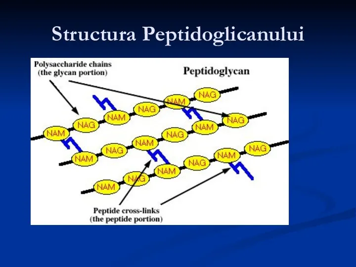 Structura Peptidoglicanului