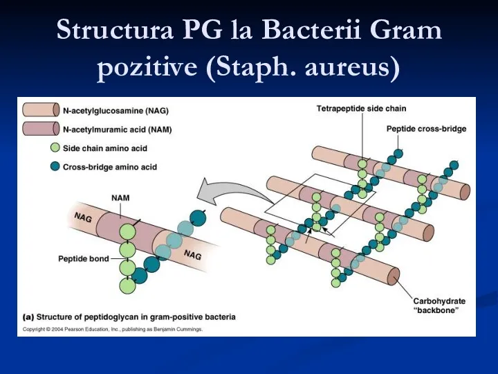 Structura PG la Bacterii Gram pozitive (Staph. aureus)