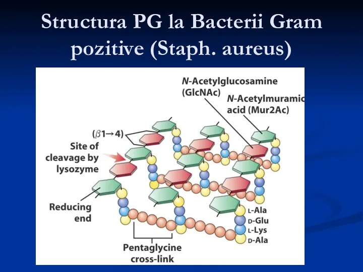 Structura PG la Bacterii Gram pozitive (Staph. aureus)