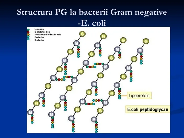 Structura PG la bacterii Gram negative -E. coli