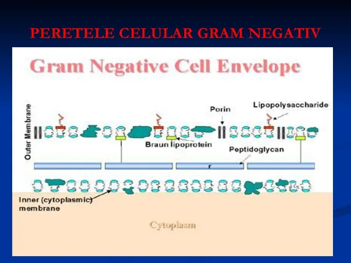 PERETELE CELULAR GRAM NEGATIV