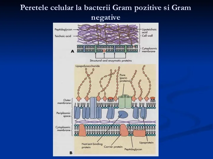 Peretele celular la bacterii Gram pozitive si Gram negative