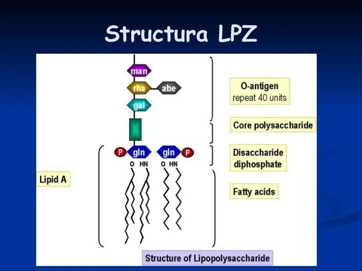 Structura LPZ
