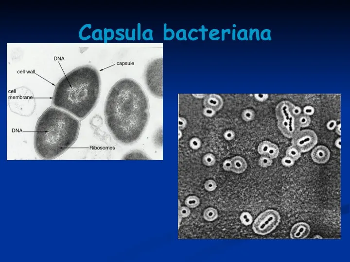 Capsula bacteriana