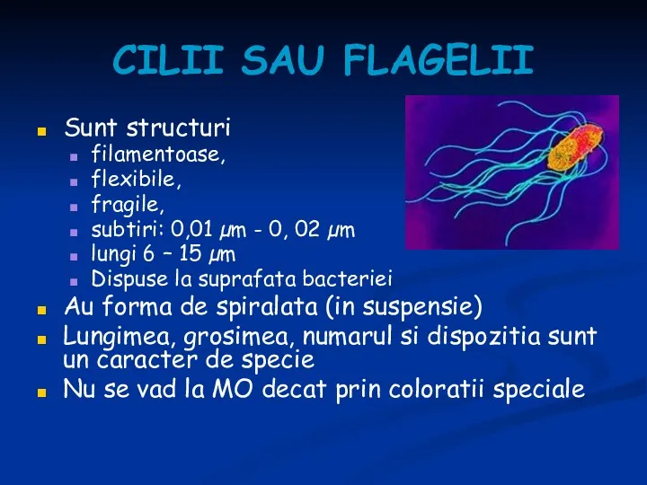 CILII SAU FLAGELII Sunt structuri filamentoase, flexibile, fragile, subtiri: 0,01 µm - 0,