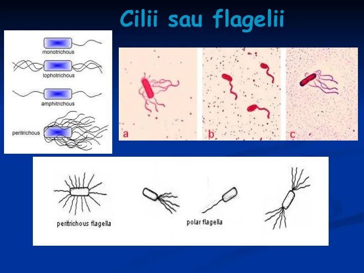 Cilii sau flagelii