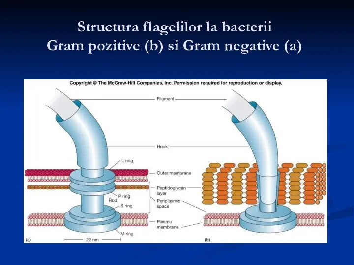 Structura flagelilor la bacterii Gram pozitive (b) si Gram negative (a)