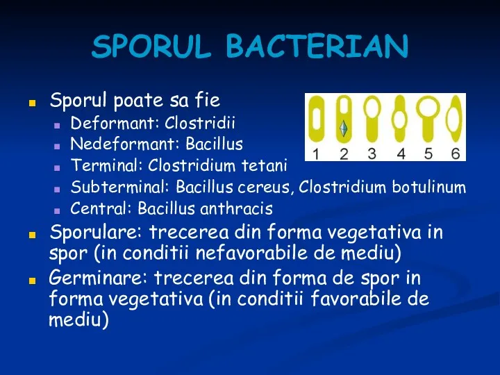 SPORUL BACTERIAN Sporul poate sa fie Deformant: Clostridii Nedeformant: Bacillus Terminal: Clostridium tetani