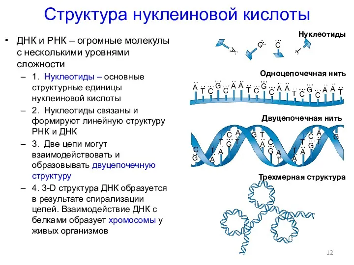 Структура нуклеиновой кислоты ДНК и РНК – огромные молекулы с