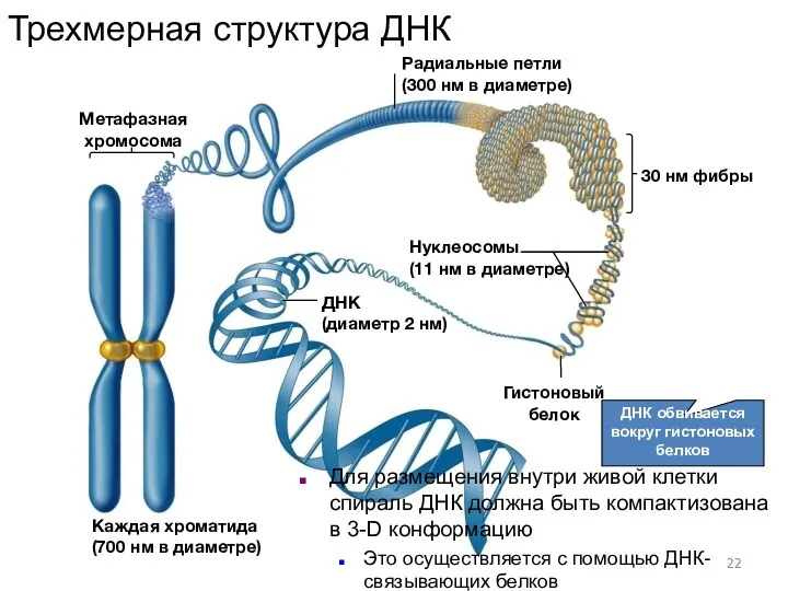 ДНК обвивается вокруг гистоновых белков Радиальные петли (300 нм в