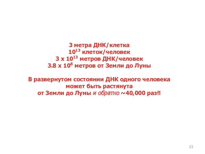 3 метра ДНК/клетка 1013 клеток/человек 3 x 1013 метров ДНК/человек