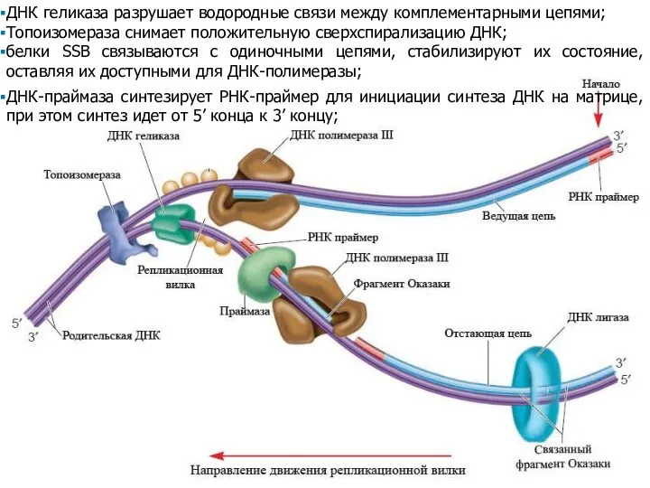 ДНК геликаза разрушает водородные связи между комплементарными цепями; Топоизомераза снимает