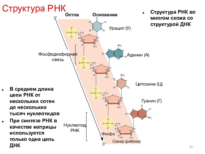 Аденин (А) Гуанин (Г) Урацил (У) Основания Остов Цитозинe (Ц)