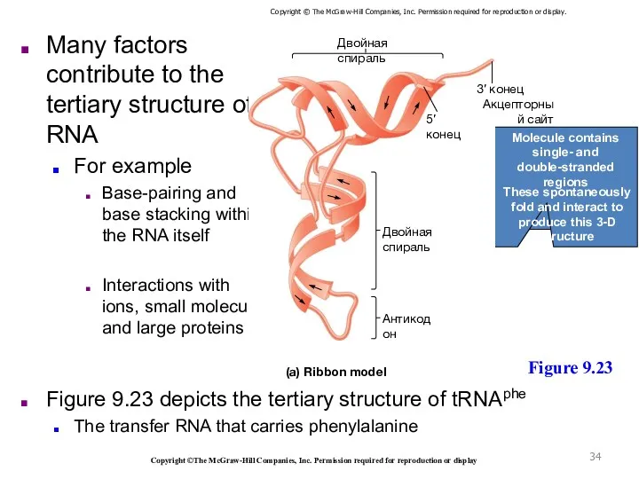 Many factors contribute to the tertiary structure of RNA For